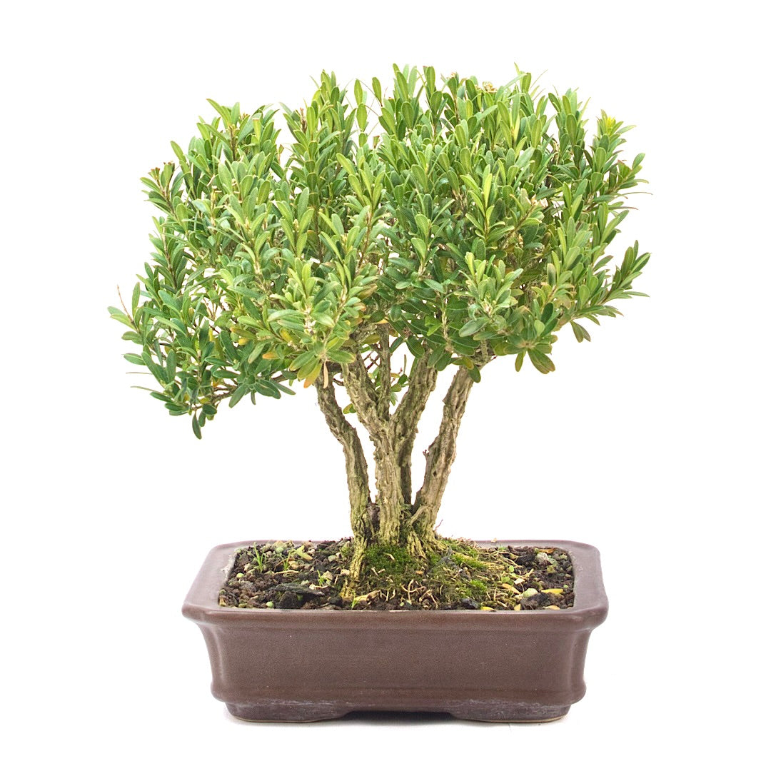 Chinesischer Buchsbaum 'Buxus harlandii'